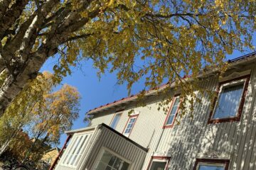 Baum mit gelben Blättern und Holzhaus