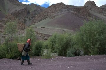 Ladakhi beim Sammeln