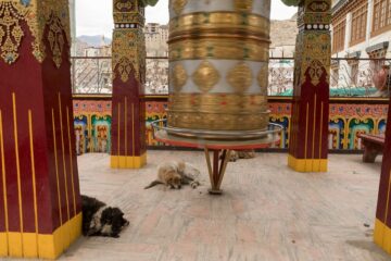 Hunde schlafen am Boden von Tempel