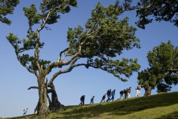 Wandergruppe mit Bäumen