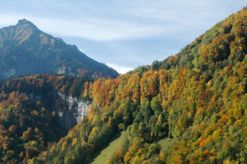 Herbstbäume am Berg
