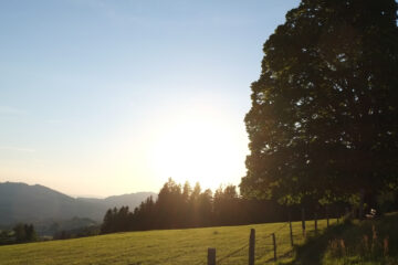 Wiese im Nachmittagslicht und Baum