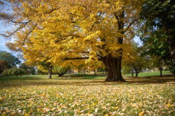 Gelb belaubter Park und Baum