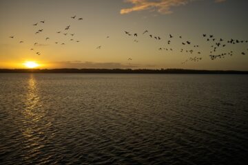 Vögel über dem See bei Sonnenuntergang