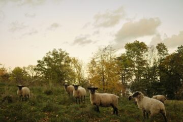 Schafe auf der Wiese