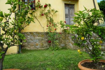 Hauswand mit Rosen und Zitronenbäumen in Tontöpfen