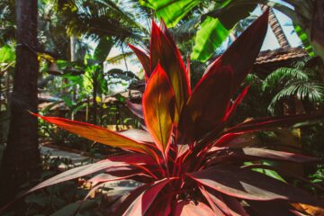 Rote Palmenart