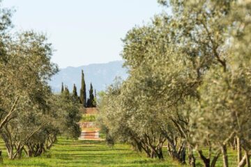 Garten mit Zypressen und Olivenbäumen