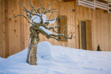 Baum mit Ästen von Schnee bedeckt