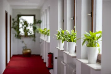 Gang mit Pflanzen auf den Fenstersimsen