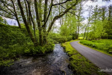 Weg entlang Bach zwischen Bäumen