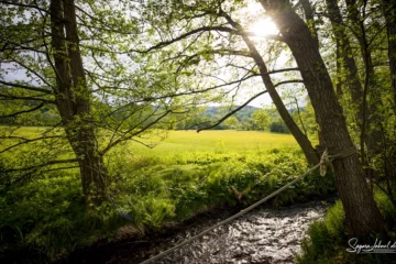 Bach mit Wiese und Bäumen