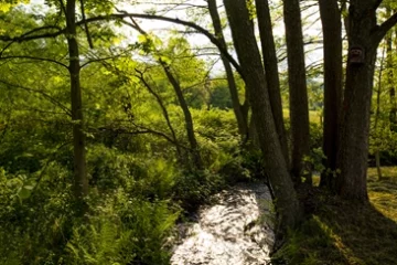 Fluss im Wald