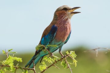 Wunderschöner Vogel auf Ast in Braun-Blau-und Grüntönen