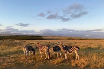 Herde Zebras