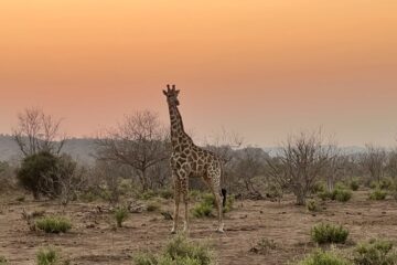 Giraffe in der Steppe und orange-goldenes Licht