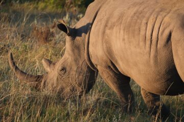 Nashorn in der Steppe