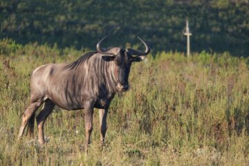 Gnu in der Steppe