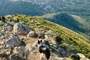 Hund auf einem Berg und ein weiter Blick ins Tal