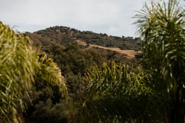 Andalusische Landschaft mit Bäumen