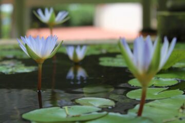 Bethsaida Hermitage Resort: Authentisches Ayurveda am Strand – Bild 43