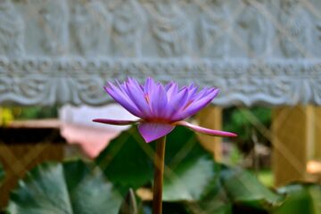 Bethsaida Hermitage Resort: Authentisches Ayurveda am Strand – Bild 6
