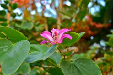 Bethsaida Hermitage Resort: Authentisches Ayurveda am Strand – Bild 32
