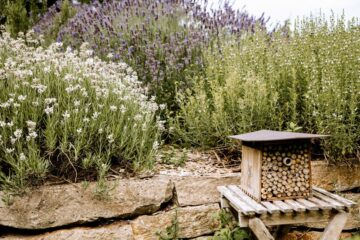 Blühende Kräuter und Bienenhotel