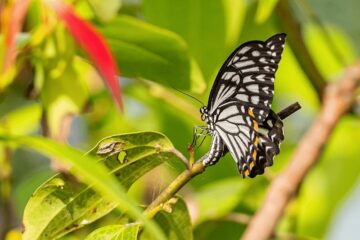 Schmetterling auf einer Pflanze in Sri Lanka