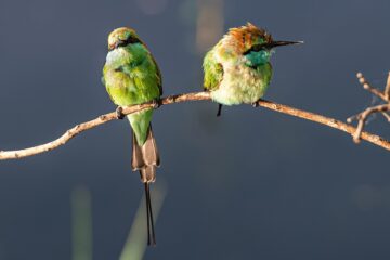 Zwei Vögel auf einem Zweig in Sri Lanka