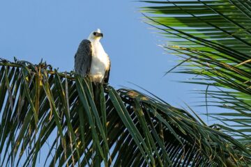 Vogel der in einer Palme sitzt