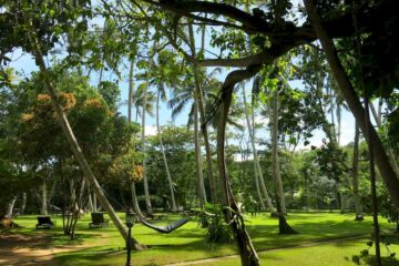 Gartenanlage mit großen Palmen in einem Resort in Sri Lanka