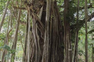 Banyan-Baum in Sri Lanka