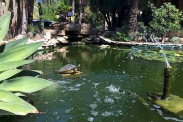 Schildkröte in einem Teich