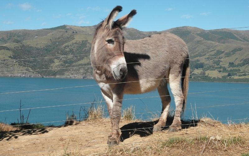 Rundreise zu den Kraftorten der Südinsel Neuseelands – Bild 25