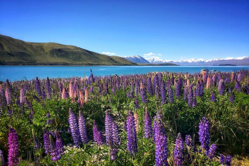 Kleingruppenreise: Fjorde und Vulkane - 3 Wochen Natur-Highlights Neuseelands – Bild 16