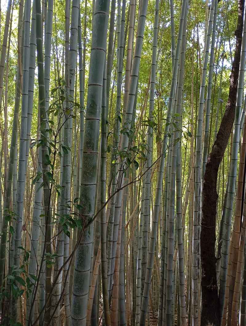 Japan in Ruhe erleben: Kleingruppen-Rundreise mit Wabi-Sabi-Flair