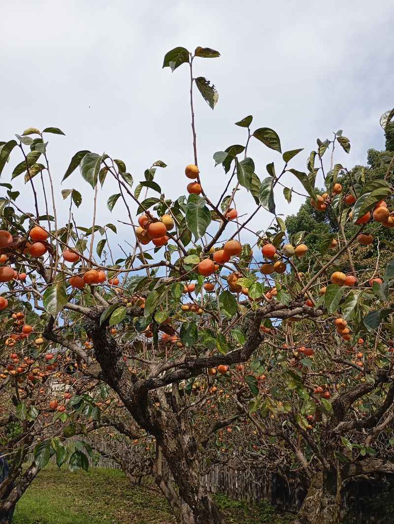 Japan in Ruhe erleben: Kleingruppen-Rundreise mit Wabi-Sabi-Flair