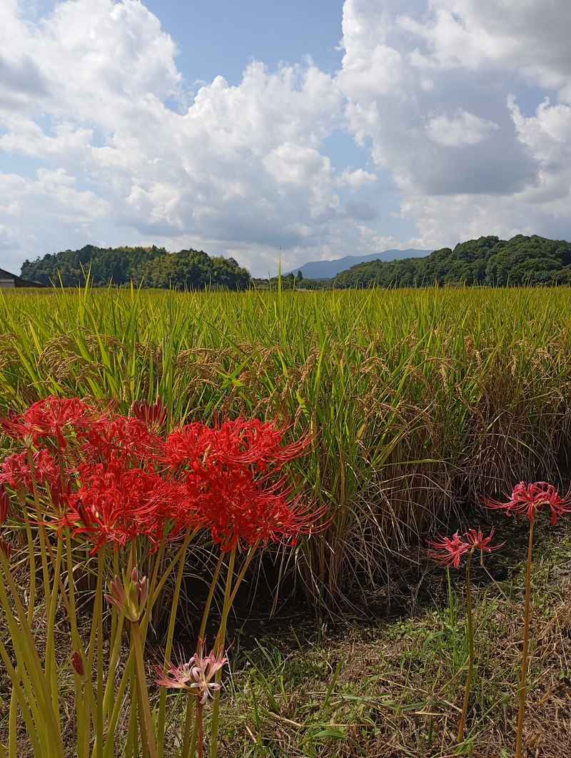 Japan in Ruhe erleben: Kleingruppen-Rundreise mit Wabi-Sabi-Flair
