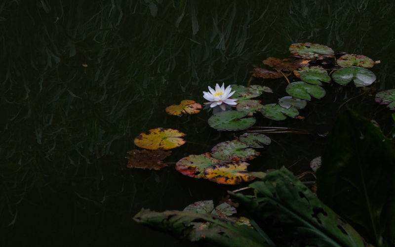 Abwechslungsreiche Yoga-Retreats im Schwarzwald – inkl. Meditation, Atemarbeit, Qigong & Live-Musik ♥ Jetzt buchen!